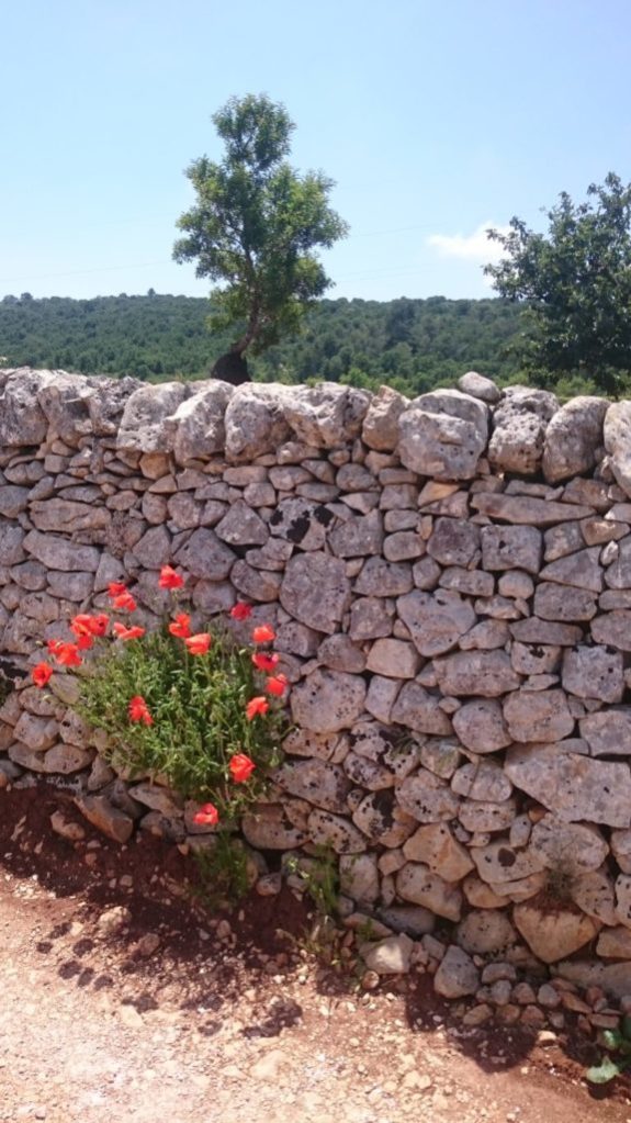 klaprozen groeien uit een drystone muur