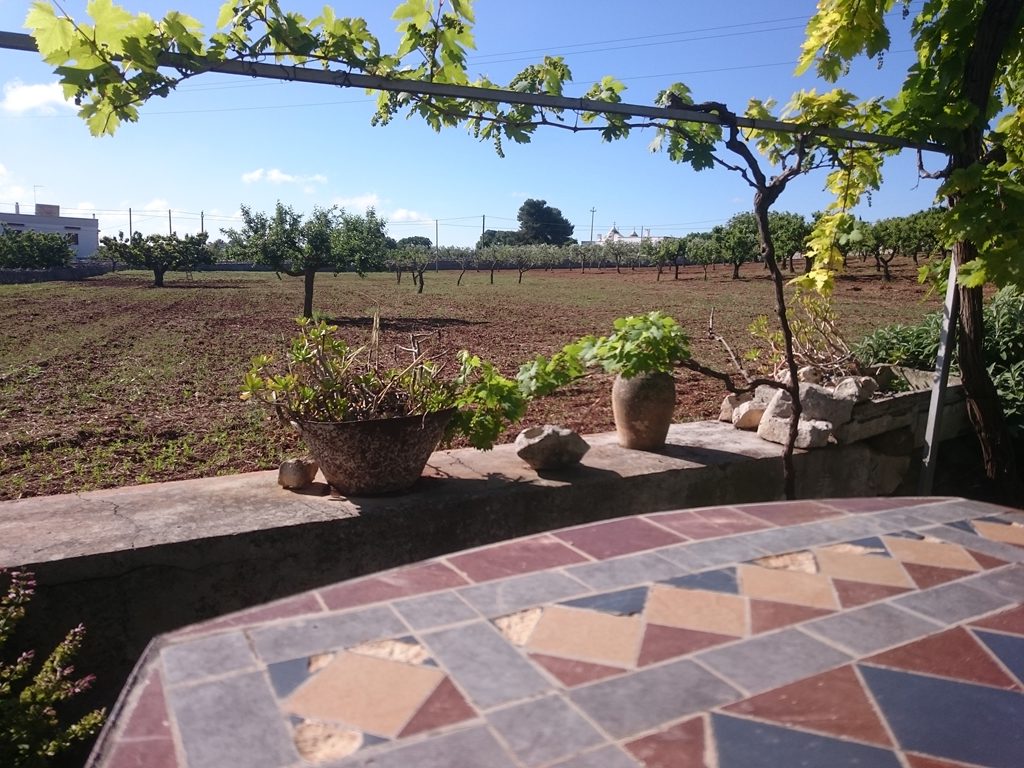 uitzicht door druiven stokken op olijfgaard vanaf terras villa-verde