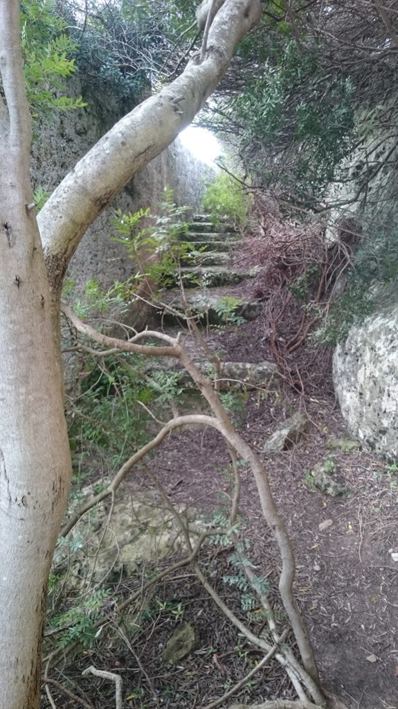 trappetje in bosrijk gebied