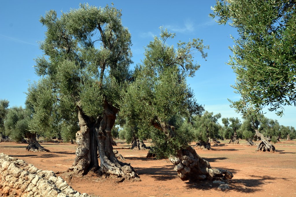 vele dikke olijfbomen met rode grond